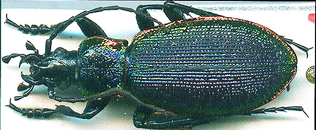 http://www.gorodinski.ru/carabus/Megodontus vietinghoffi bureianus.jpg